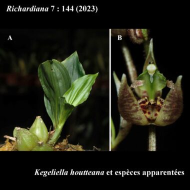 Kegeliella houtteana et espèces apparentées