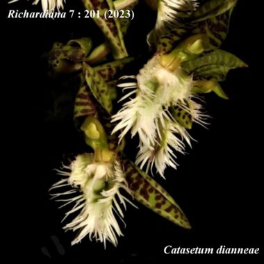 Catasetum dianneae