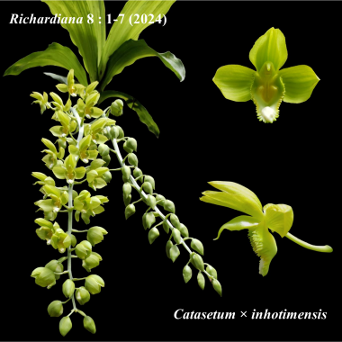Catasetum x inhotiensis