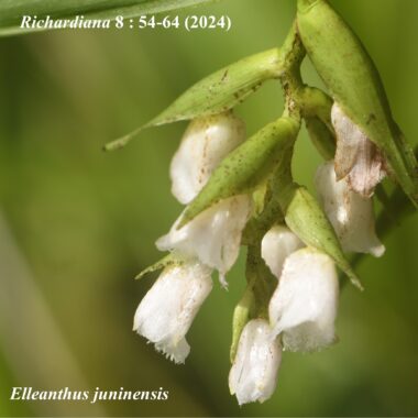 Elleanthus juninensis