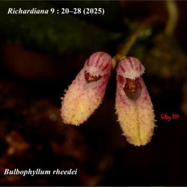 B. rheedei