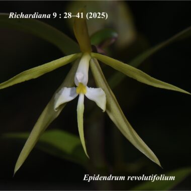 E. revolutifolium