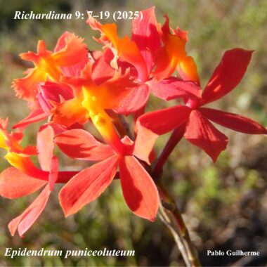 Epidendrum puniceolatum