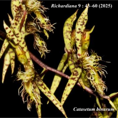 Catasetum binarum