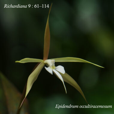 Epidendrum occultiracemaosum